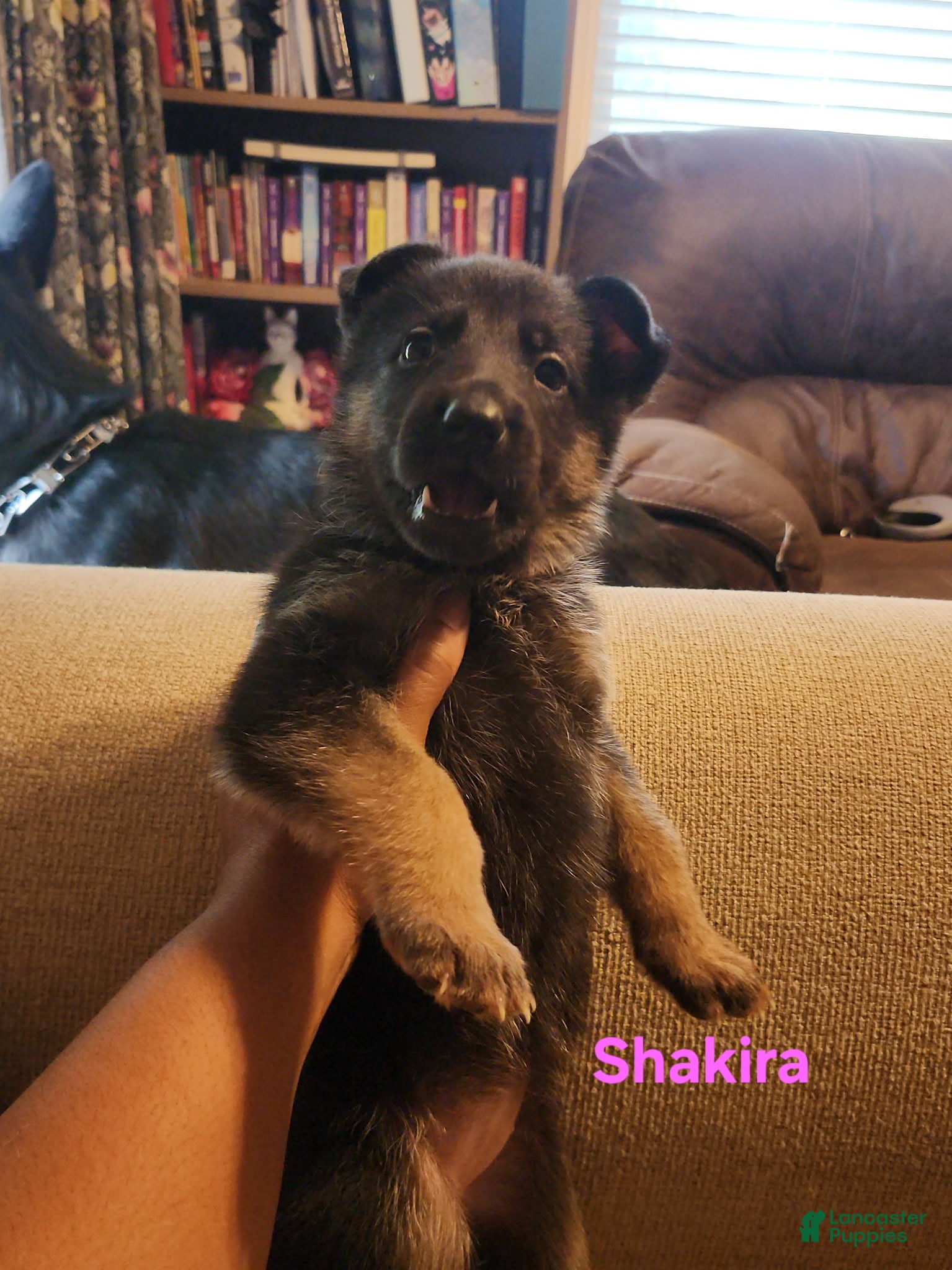 German Shepherd dogs German Shepherd 3 - Ad 41