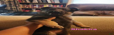 German Shepherd 3