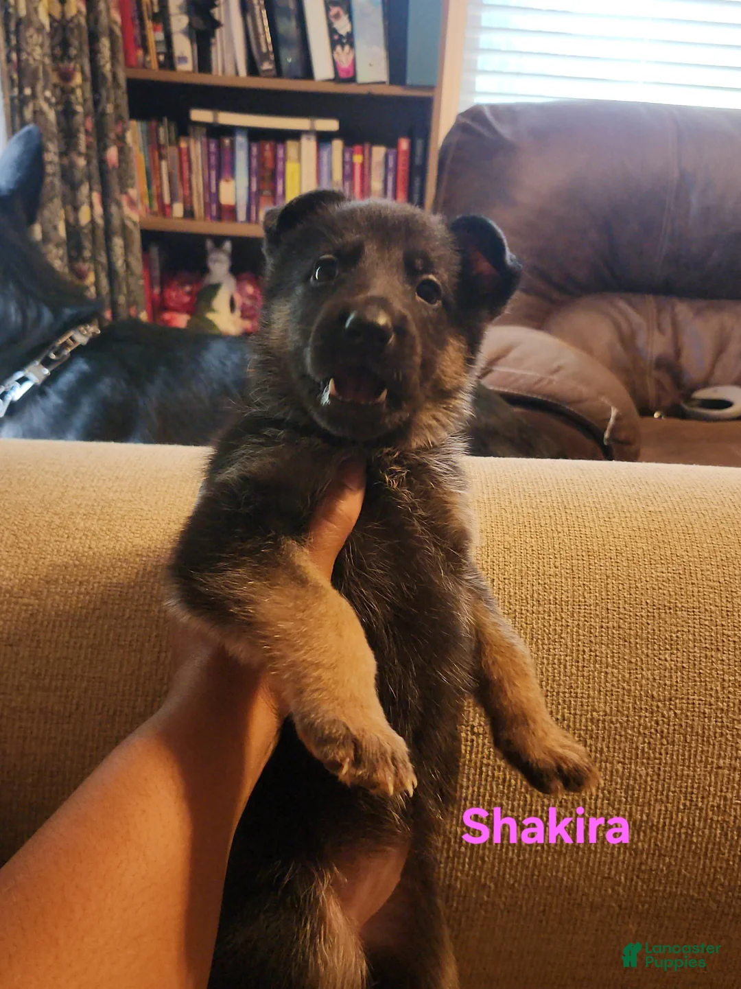 German Shepherd dogs for sale: German Shepherd 3 - Ad 1