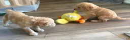 Double Doodle dogs for sale: River - F2 Double Doodle - Ad 41