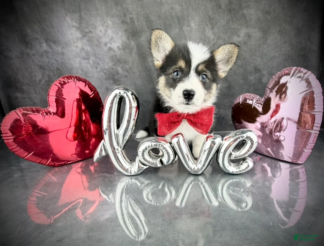 Welsh Corgi Pembroke dogs for sale: Gus Tailed Baby ❤️ - Ad 1