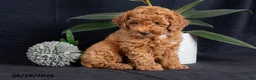 Miniature Poodle dogs for sale: Cashew - Ad 6