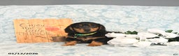 Miniature Dachshund dogs for sale: Prince   - Ad 3