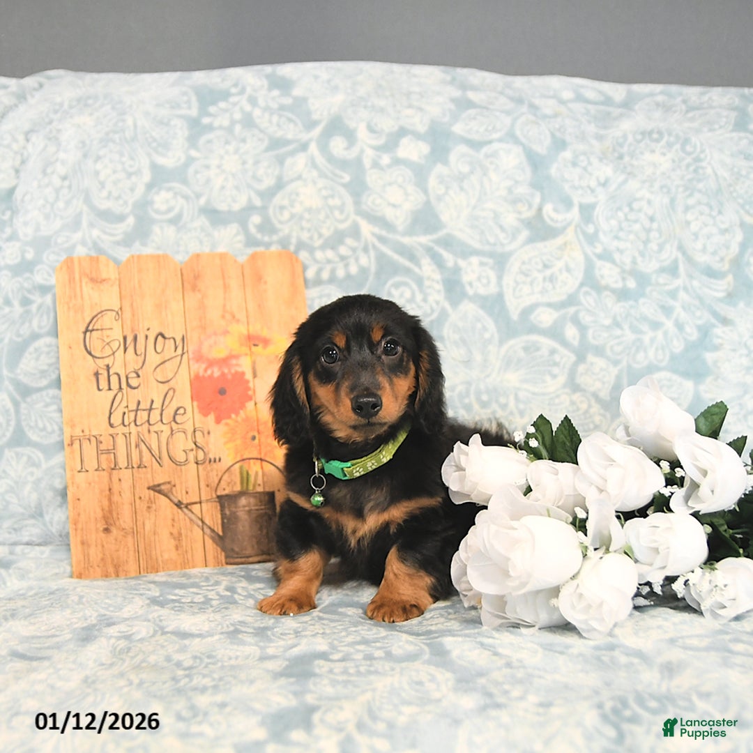 Miniature Dachshund dogs for sale: Prince   - Ad 3
