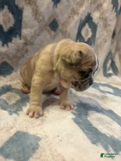 French Bulldog dogs Dior - Ad 12