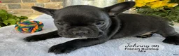 Mixed Breed dogs for sale: Johnny - Ad 4
