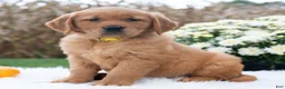 Golden Retriever dogs for sale: Gloria  - Ad 2