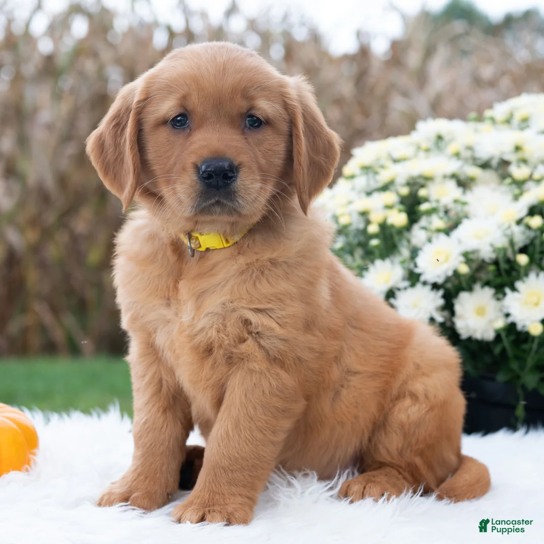 Golden Retriever dogs for sale: Gloria  - Ad 2