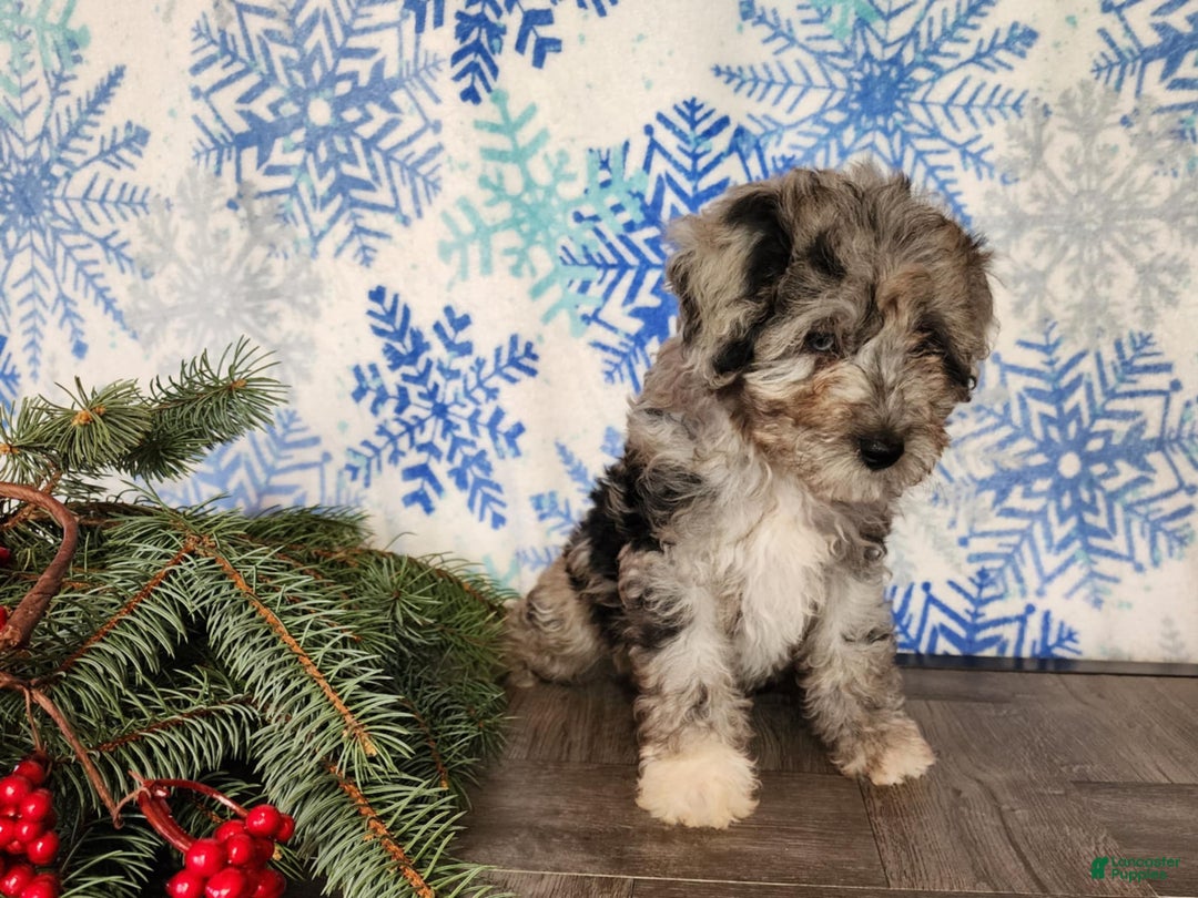 Mini Bernedoodle dogs for sale: Angel - Ad 10