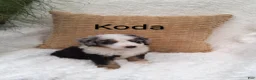 Mini Bernedoodle dogs for sale: Koda  Blue eyes 😷🤣😂😇 - Ad 12