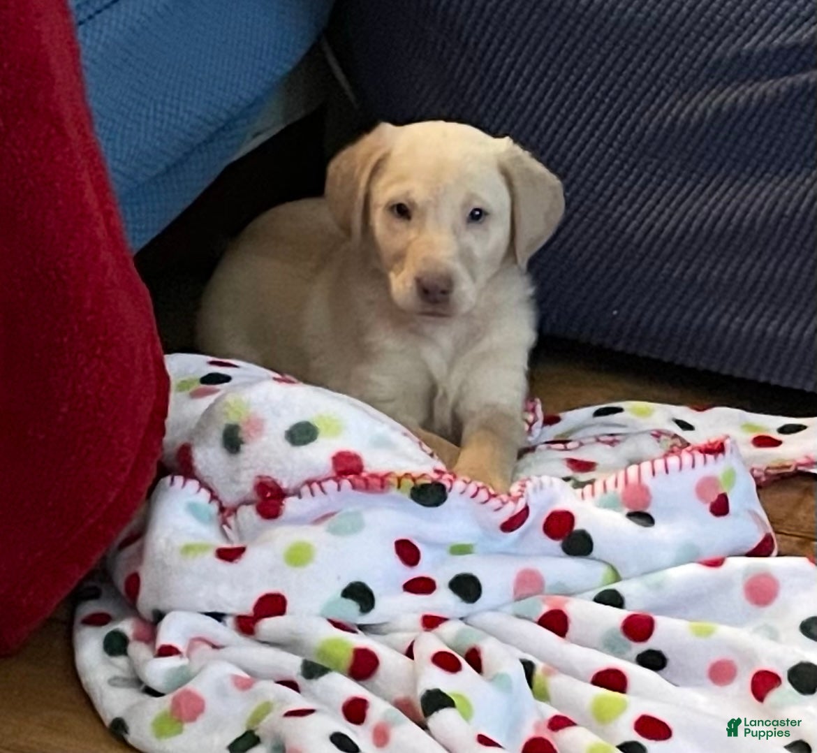 Labrador Retriever dogs Keri - Ad 16