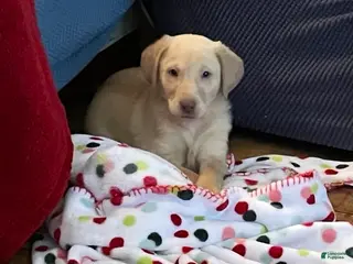 Labrador Retriever dogs Keri - Ad 16