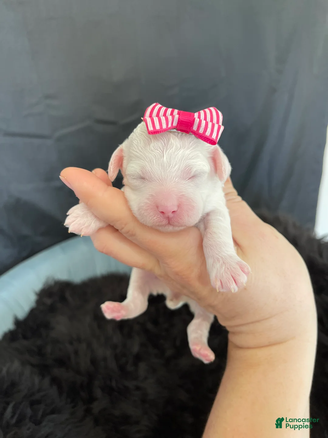 Miniature Poodle dogs for sale: Akc Clear 🧬 Tested Poodle Girl - Ad 9