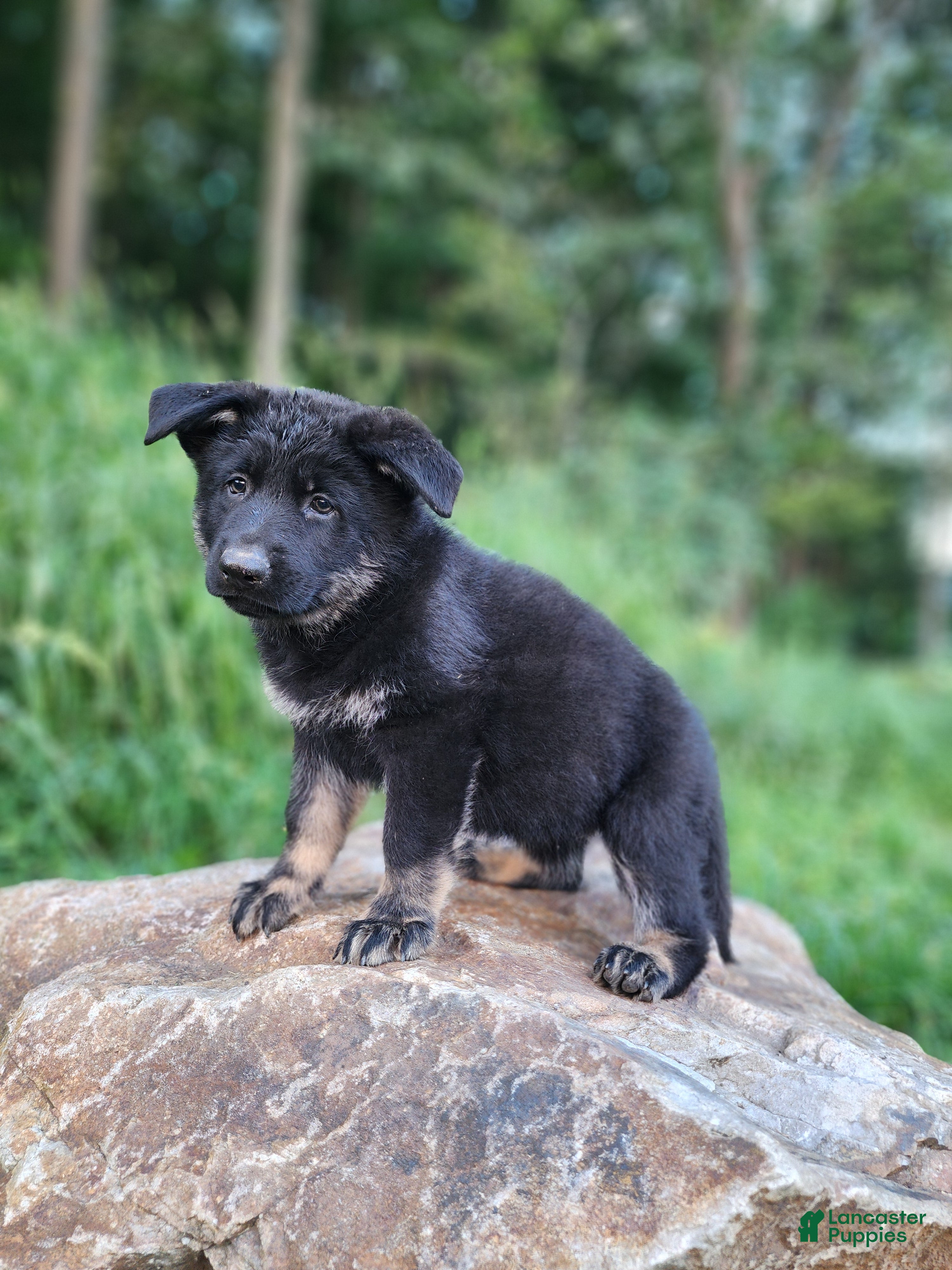 German Shepherd dogs  Timba - Ad 2