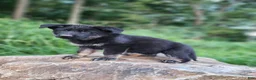 German Shepherd dogs for sale:  Timba - Ad 12