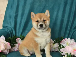 Shiba Inu dogs for sale: Luna - Ad 2