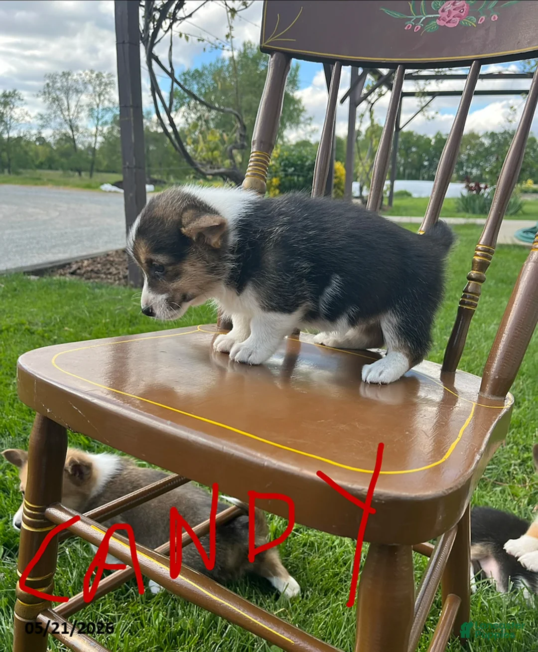 Welsh Corgi Pembroke dogs for sale: Candy - Ad 3