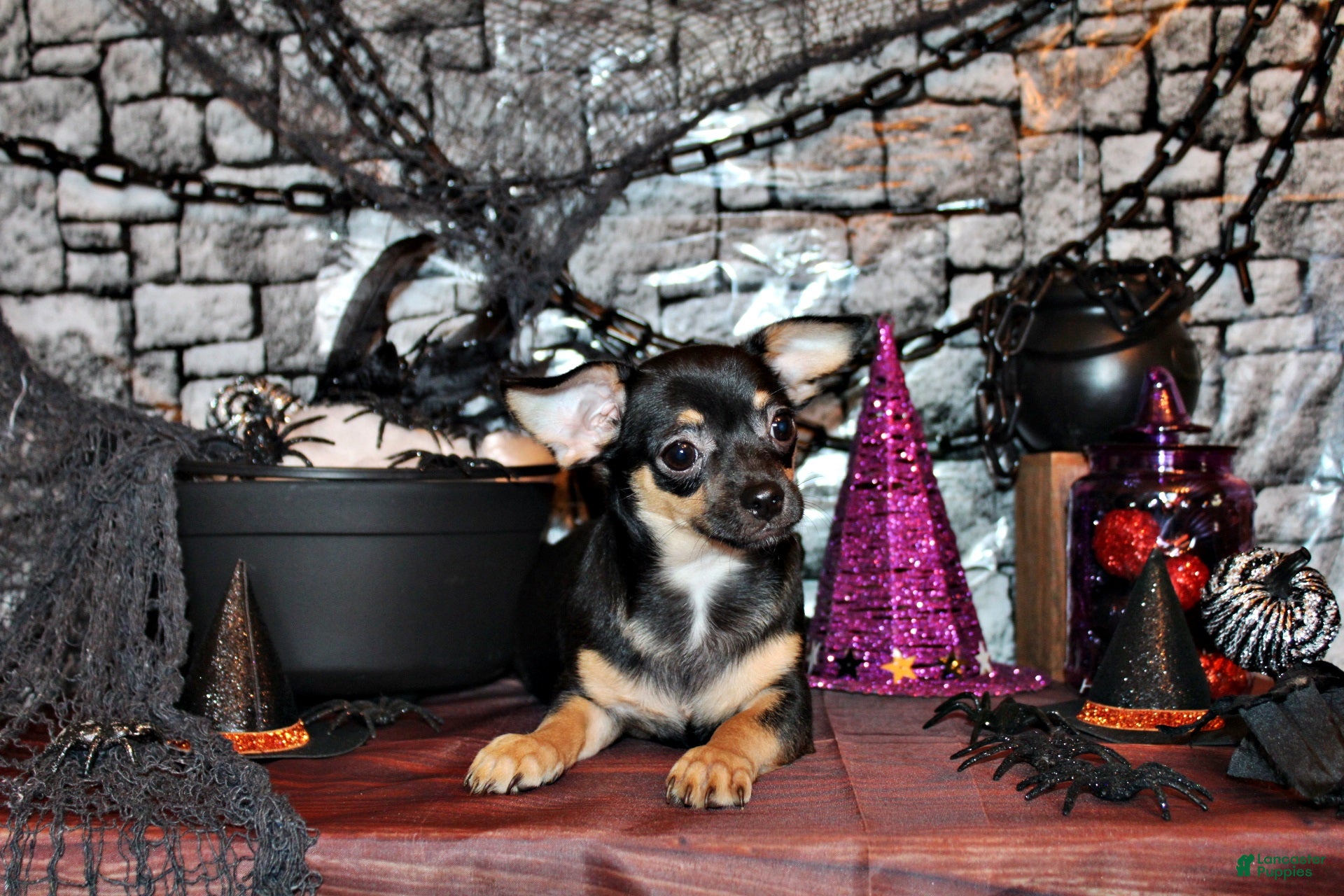 Chihuahua dogs for sale: Navy - Ad 8