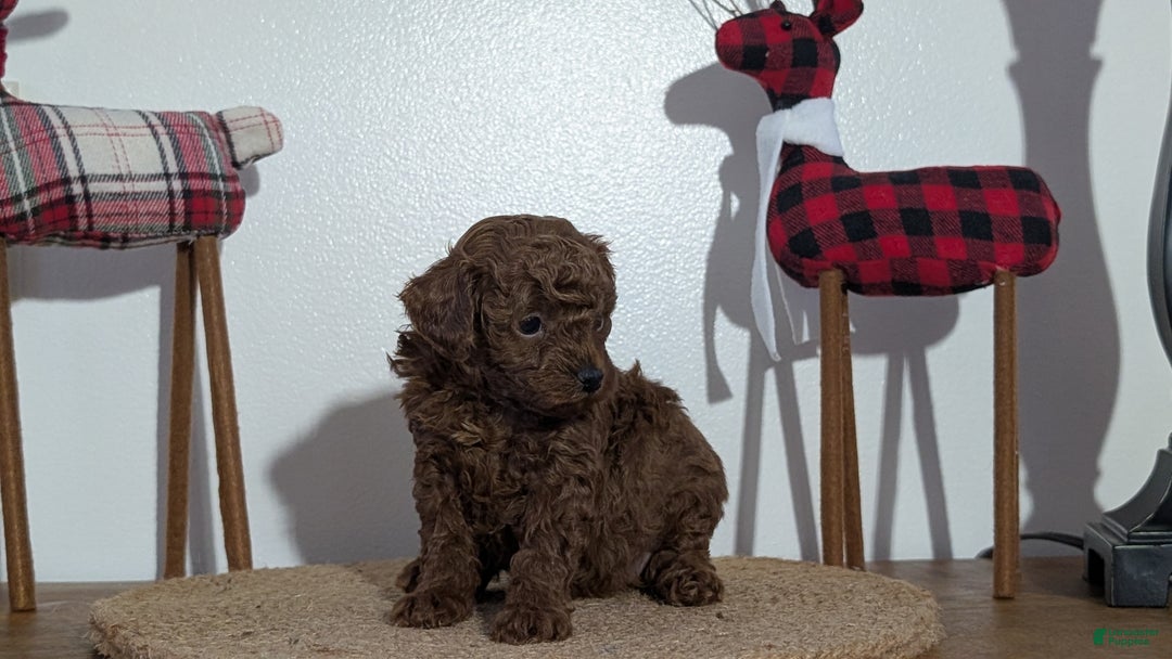 Miniature Poodle dogs for sale: Maverick  - Ad 5