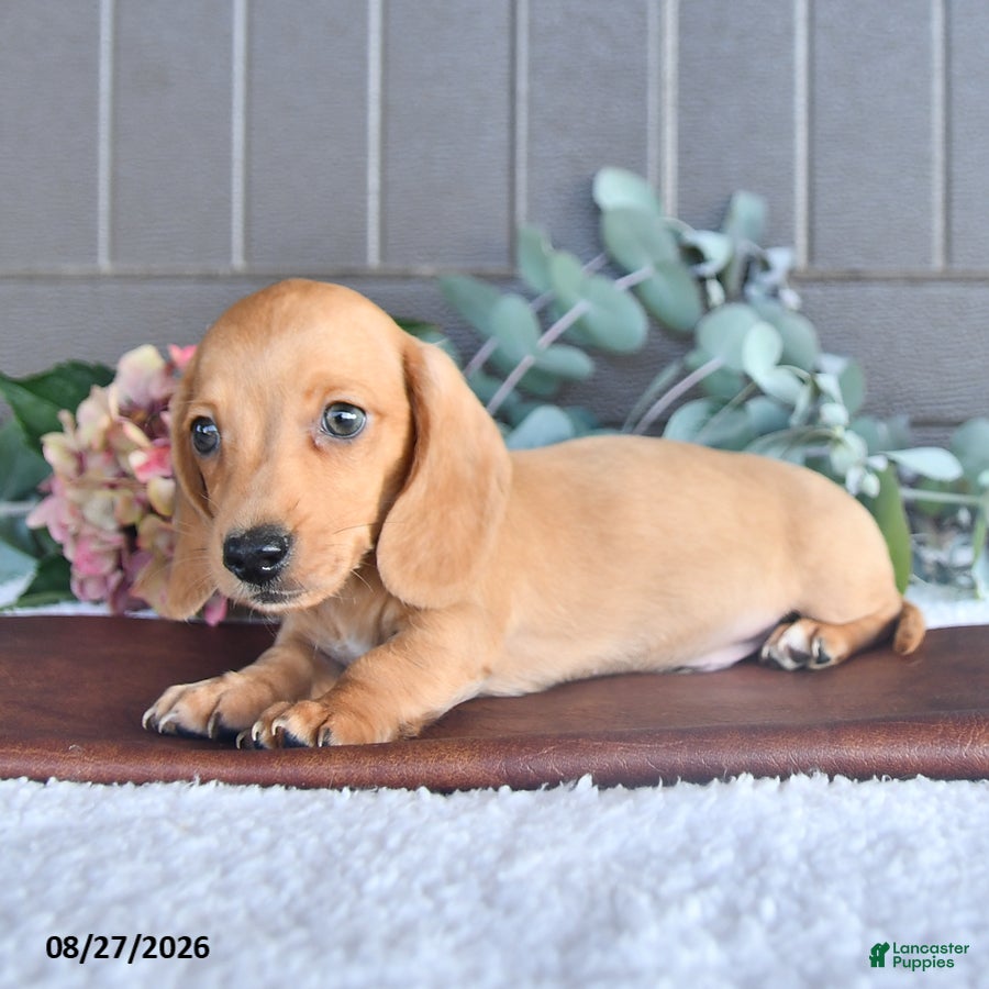 Miniature Dachshund dogs Twinkie - Ad 2