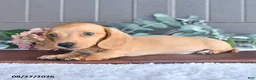 Miniature Dachshund dogs for sale: Twinkie - Ad 2