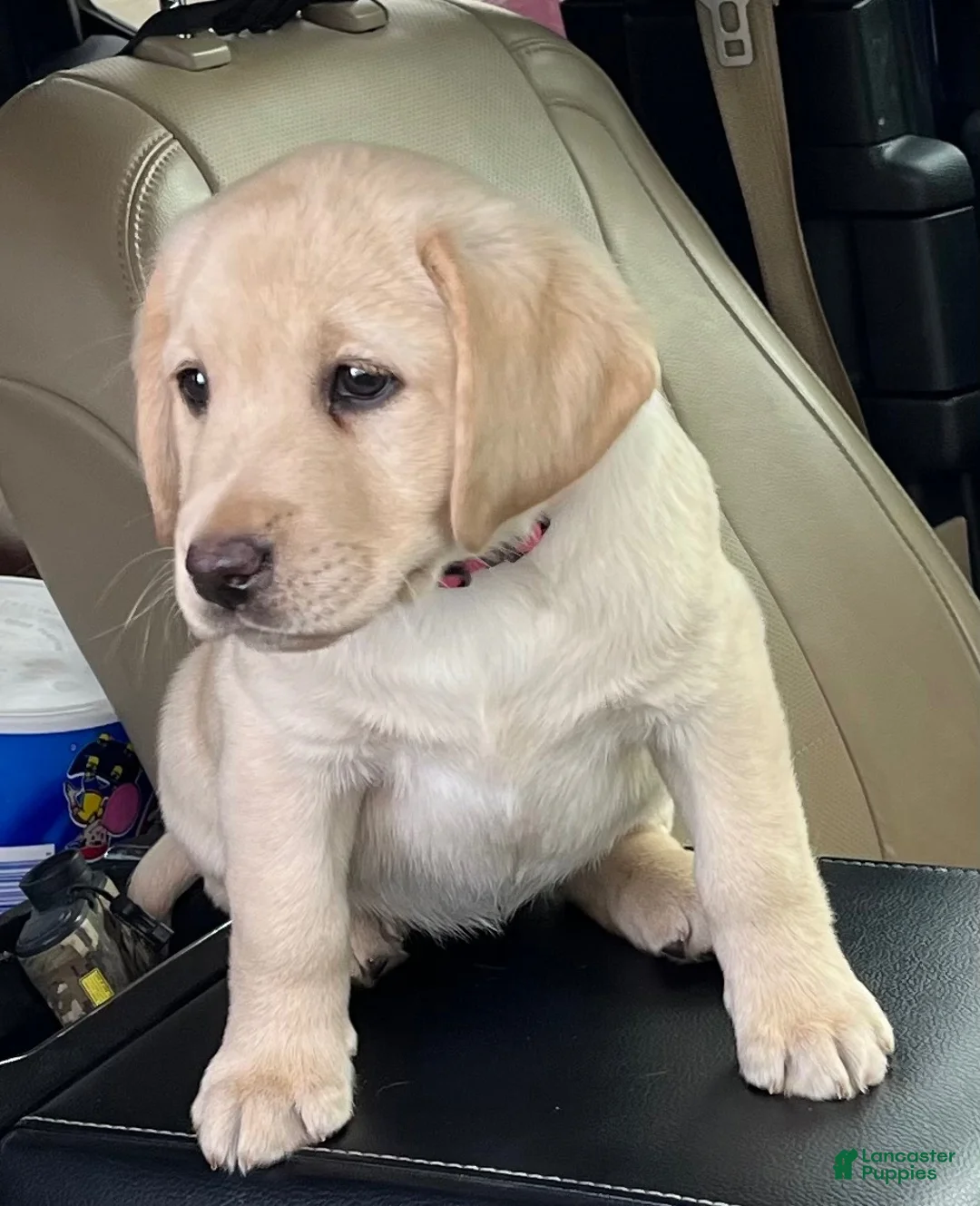 Labrador Retriever dogs for sale: Labrador Retriever 6 - Ad 1
