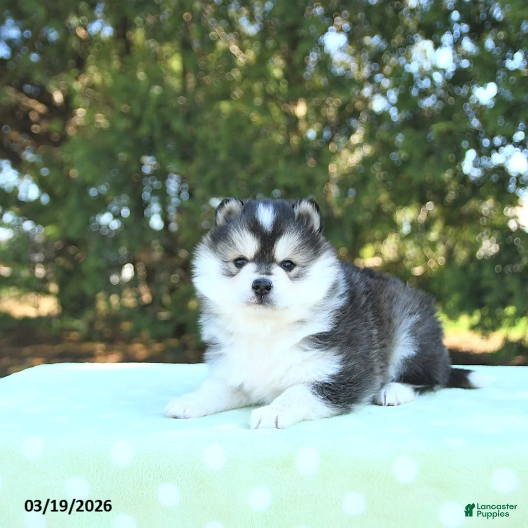 Pomsky dogs for sale: Harmony - Ad 1