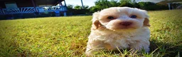 Havapoo dogs for sale: Lemony-Sale!!! - Ad 9