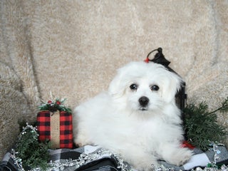 Maltese dogs Zeus - Ad 2