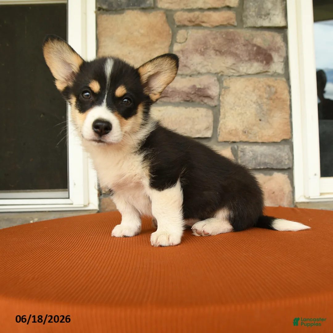 Welsh Corgi Pembroke dogs for sale: Lily - Ad 2