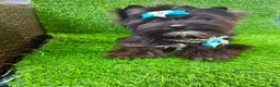 Yorkshire Terrier dogs for sale: Black male  - Ad 5