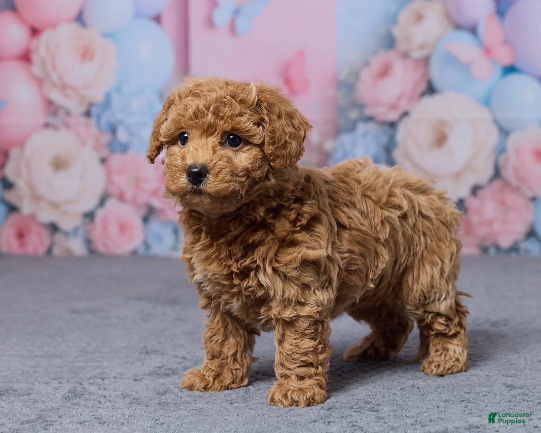 Bichpoo dogs for sale: Tessa - Ad 4