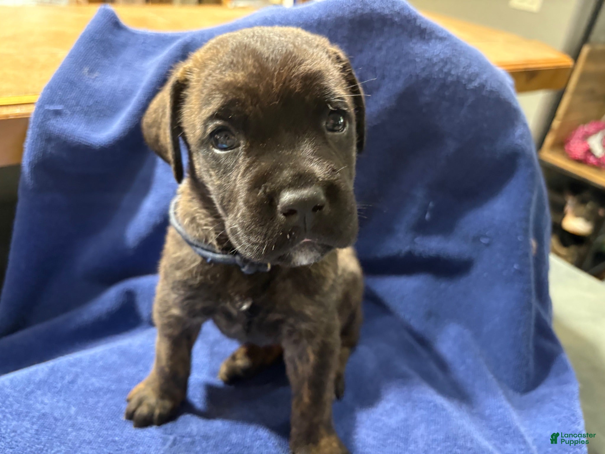 Cane Corso dogs Gray collar, female, Bonnie  - Ad 2