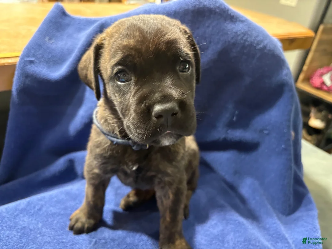 Cane Corso dogs for sale: Gray collar, female, Bonnie  - Ad 2