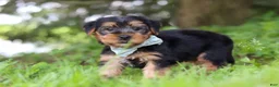Morkie dogs for sale: Marcus - Ad 6
