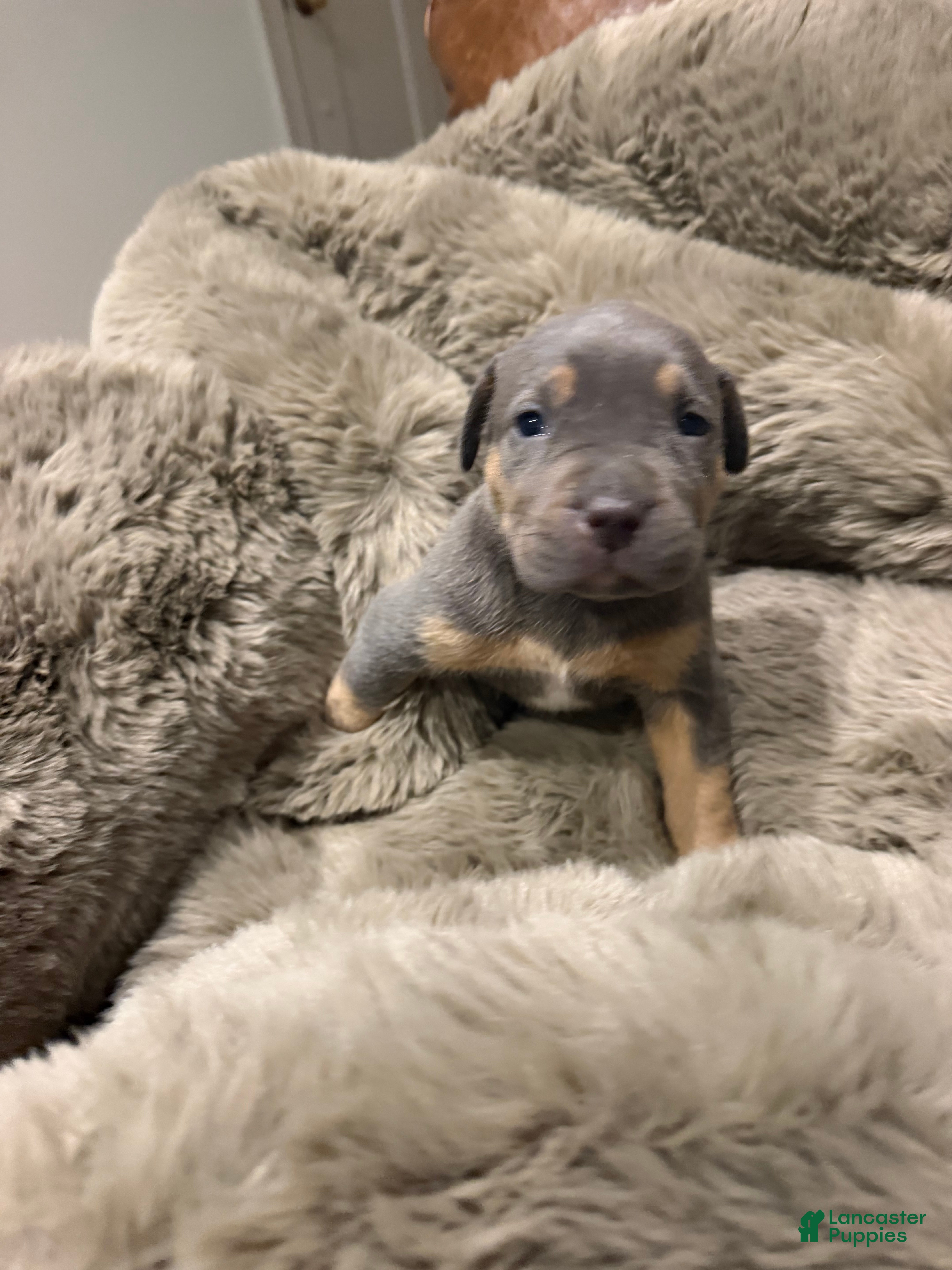 American Bully dogs Mack - Ad 1