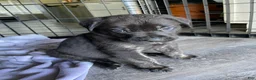 Cane Corso dogs for sale: Orzo - Ad 2