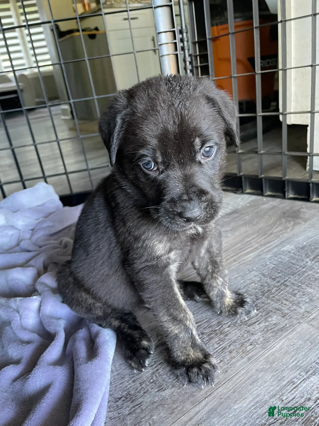 Cane Corso dogs for sale: Orzo - Ad 2