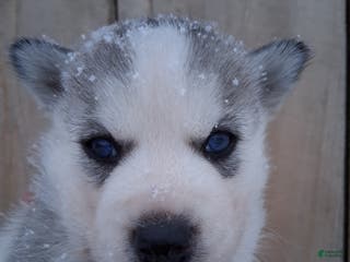 Siberian Husky dogs Thor - Ad 33