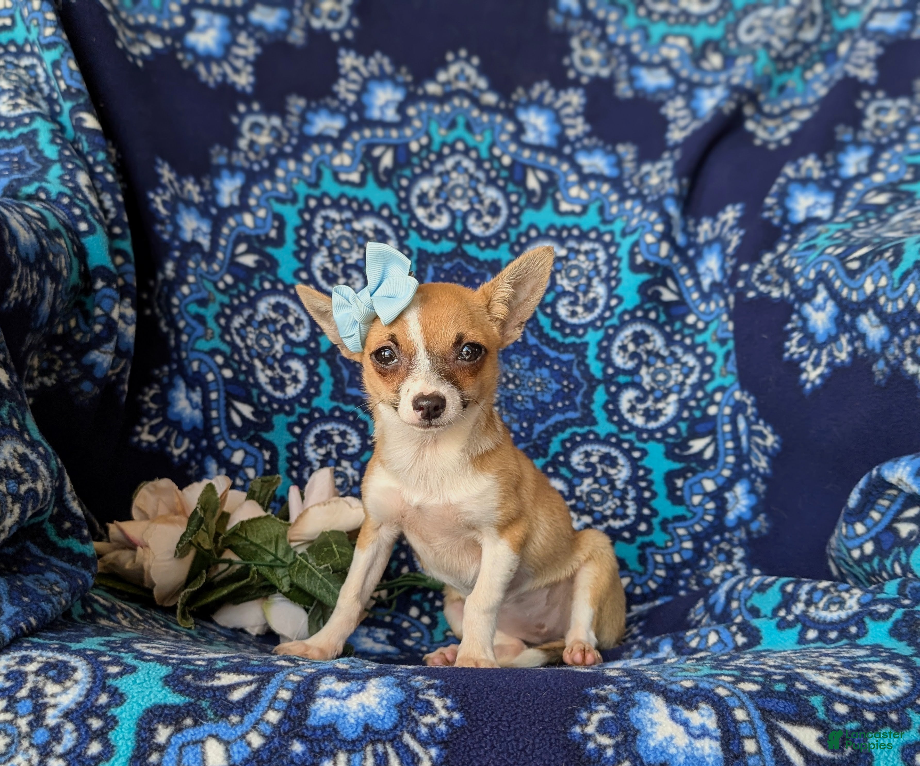 Chihuahua dogs Amelia 6 lbs Full Grown - Ad 1
