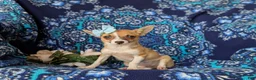 Chihuahua dogs for sale: Amelia 6 lbs Full Grown - Ad 1