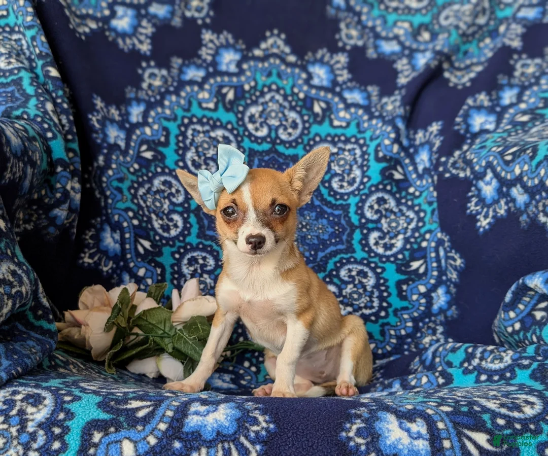 Chihuahua dogs for sale: Amelia 6 lbs Full Grown - Ad 1