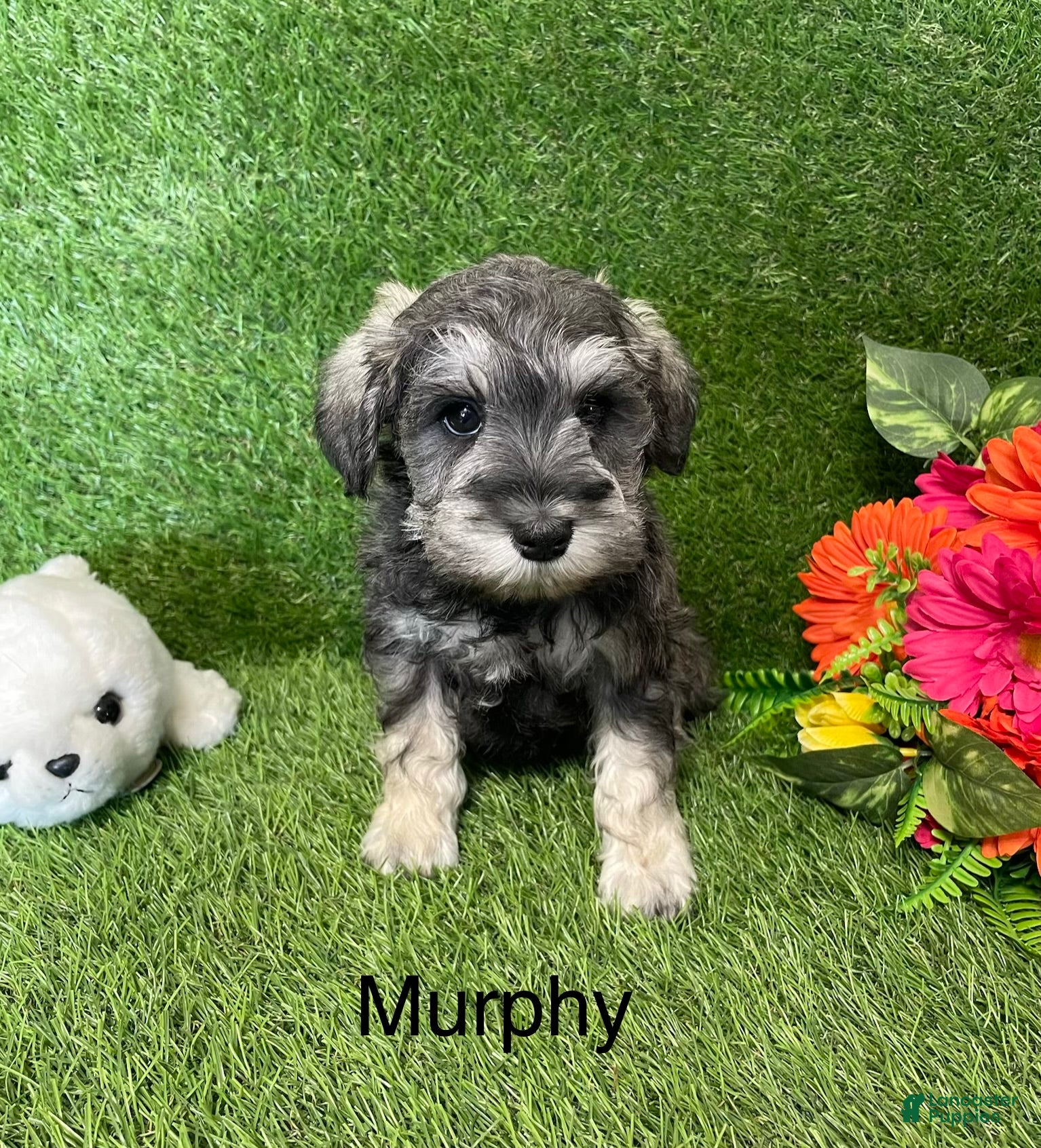 Miniature Schnauzer dogs Miniature Schnauzer Puppy 3 Murphy - Ad 1