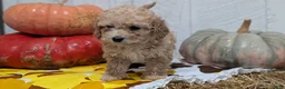 Miniature Poodle dogs for sale: Lexi - Ad 3