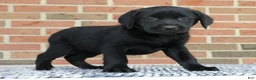 Labrador Retriever dogs for sale: Bonnie - Ad 5