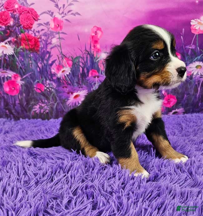 Miniature Bernese Mountain Dog dogs Riley - Ad 2