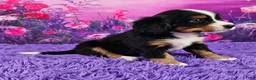 Miniature Bernese Mountain Dog dogs for sale: Riley - Ad 2