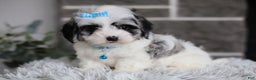 Maltipoo dogs for sale: Sapphire - Ad 2