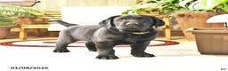 Labrador Retriever dogs for sale: Samson - Ad 4
