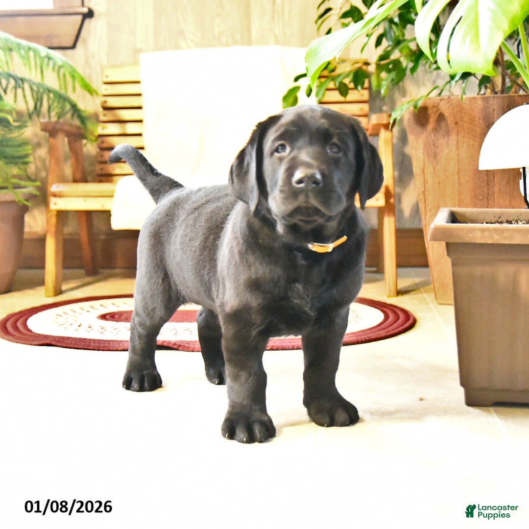 Labrador Retriever dogs for sale: Samson - Ad 4